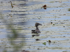 Chroicocephalus philadelphia