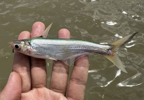 Longbarbel pangasius (Pangasius macronema) — Pangasiidae