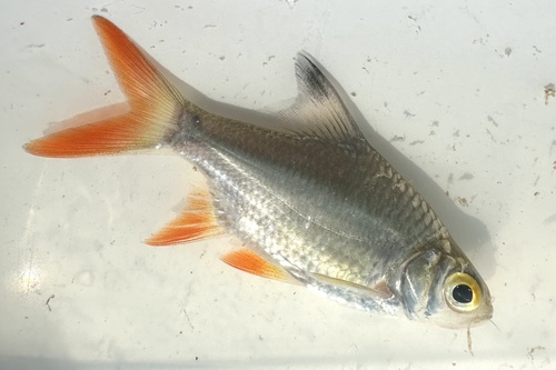 Roodstaart-tinfoilbarbeel (Barbonymus altus) — Cyprinidae — 2
