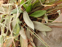 Podosphaera plantaginis