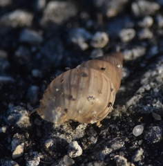 Bulimulus guadalupensis