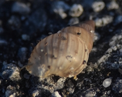 Bulimulus guadalupensis