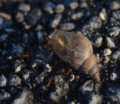 Bulimulus guadalupensis