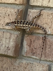 Sceloporus olivaceus