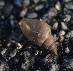 Bulimulus guadalupensis