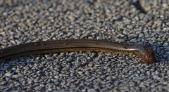 Ophisaurus