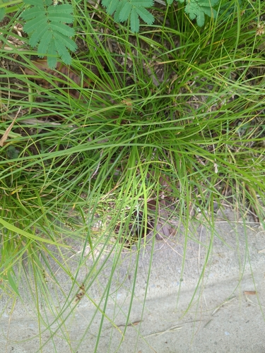 Leavenworth's sedge (Carex leavenworthii)