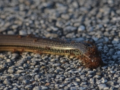 Ophisaurus