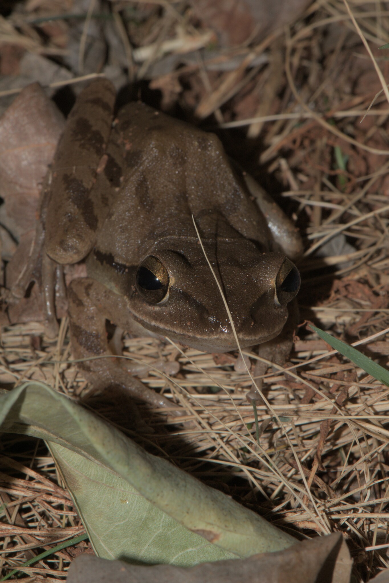 Big-Headed Whipping Frog