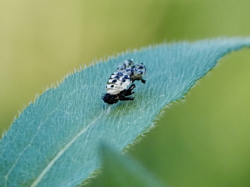 Giant Lady Beetles photographed in Minnesota