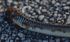 Ophisaurus