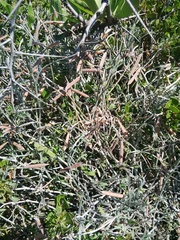 Indigofera sp-aff-platypoda