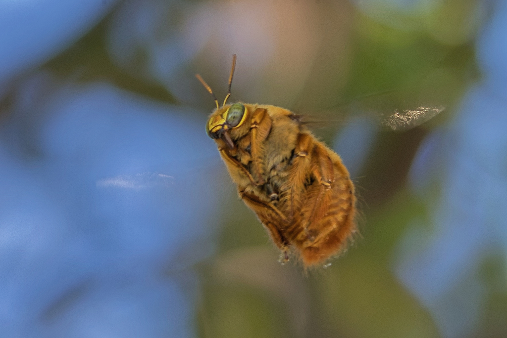 Xylocopa augusti