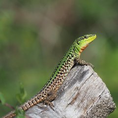 Italian Wall Lizard photo 3