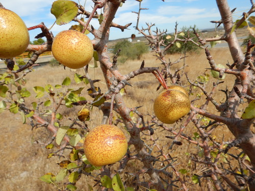 Pyrus bourgaeana (Pyrus bourgaeana)