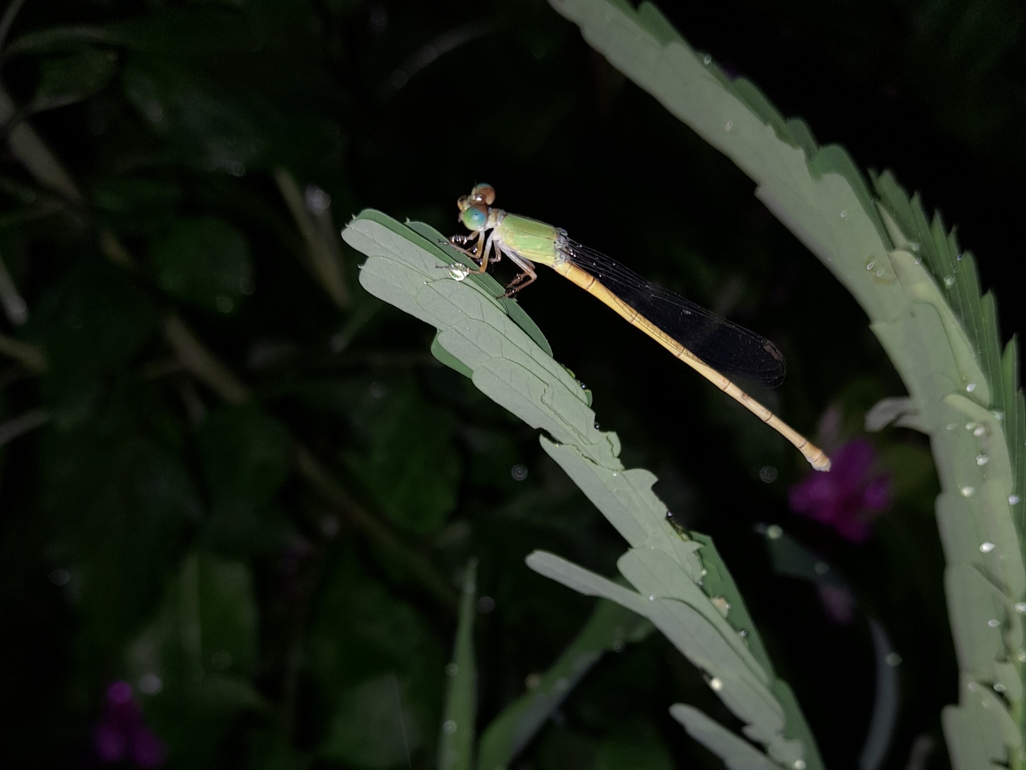 Coromandel Marsh Dart