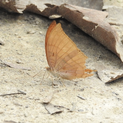 Tutelina Daggerwing