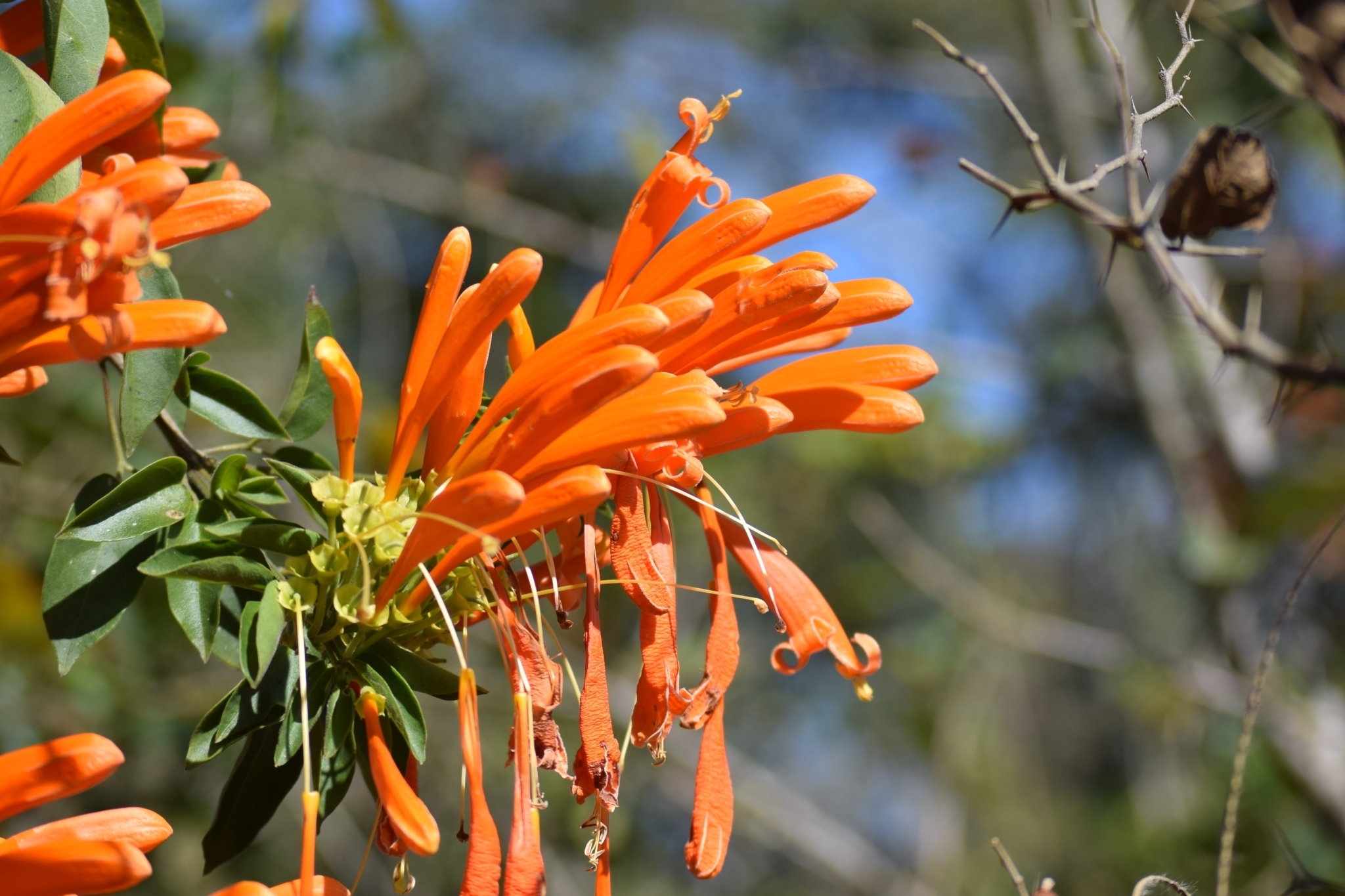 Pyrostegia venusta