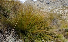 Schoenus gracillimus