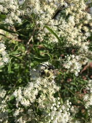 Bombus impatiens