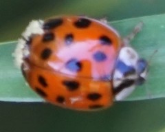 Hesperomyces virescens