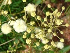 Mimosa malacophylla