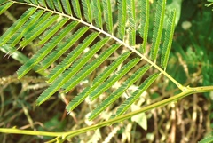 Mimosa malacophylla