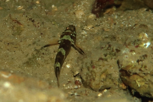 Splechtna’s goby