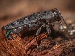 Chrysobothris femorata