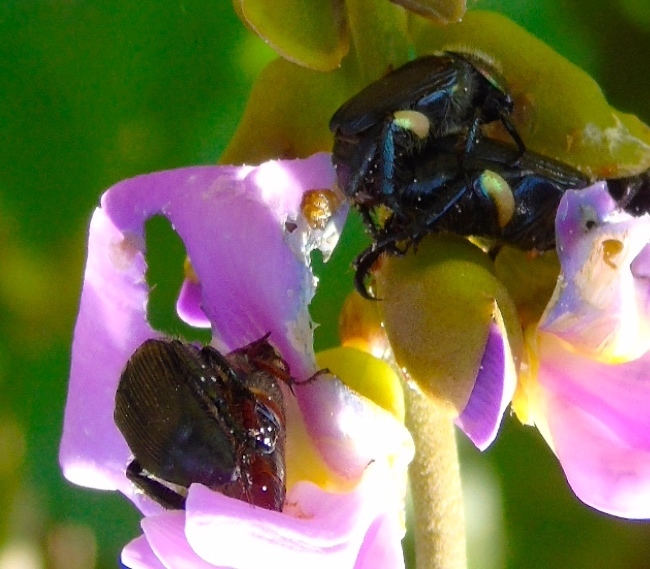 Strigoderma sulcipennis