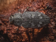 Chrysobothris femorata