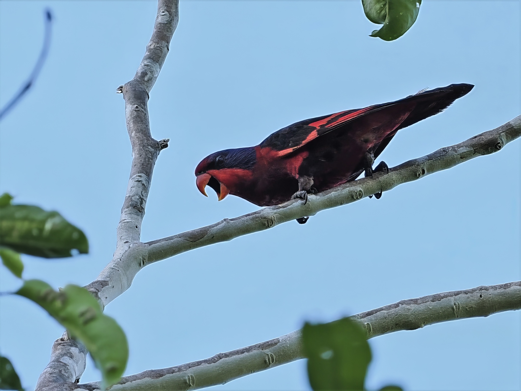 Black-winged Lory illustration