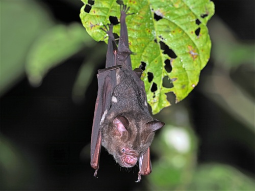 Hipposideros diadema