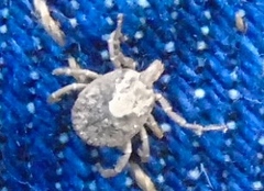 Amblyomma cajennense