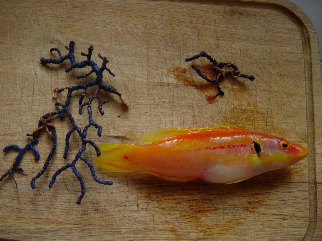 Blackear Candy Hogfish