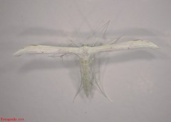 Hellinsia homodactylus