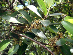 Myrsine chathamica