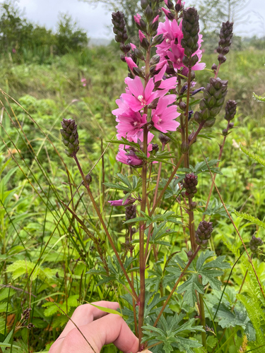 Henderson's Checker-mallow (Sidalcea hendersonii)