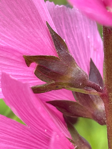 Sidalcea hendersonii, photograph 6