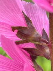 Sidalcea hendersonii, photograph author not stated, no rights reserved