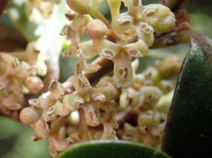 Myrsine chathamica