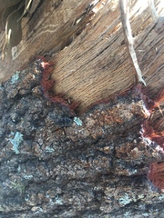 Chrysobothris femorata