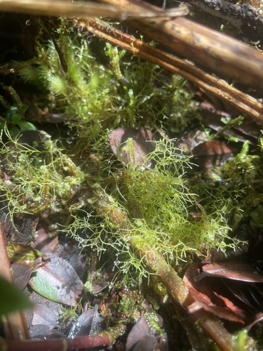 Lepidozia sandvicensis observed 2025-07-03