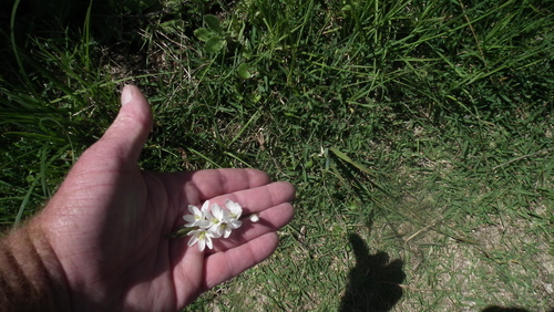Image of Ixia orientalis by (c) Shaun Swanepoel, some rights reserved (CC BY)