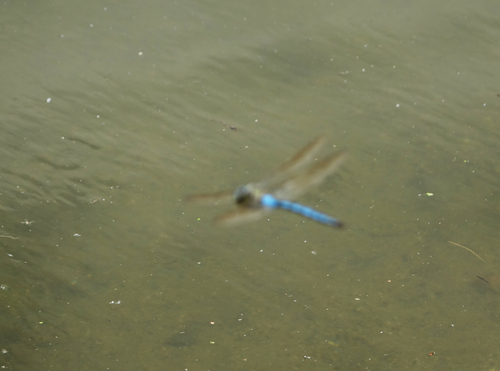 Blue Emperor