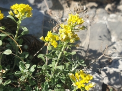 Odontarrhena alpestris