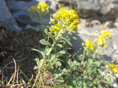 Odontarrhena alpestris, photograph 1