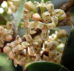 Myrsine chathamica