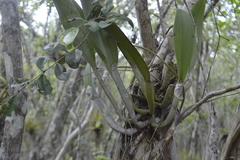 Rhyncholaelia