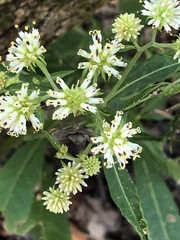 Verbesina walteri